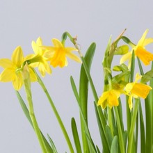 Daffodil Fields